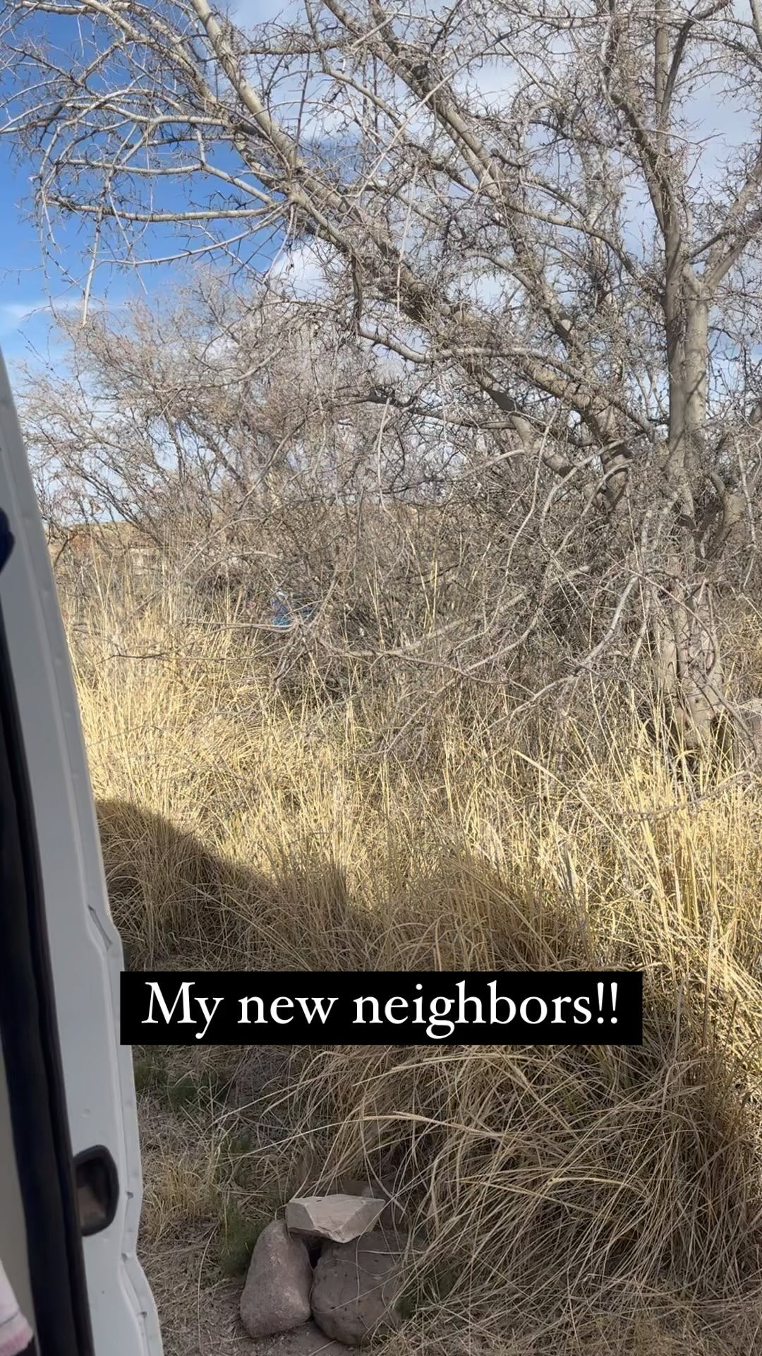 Just got to a new location and I am lucky to have these cute little neighbors in the tree next to my van!! #vanlife #solofemalevanlife #asmrbirds