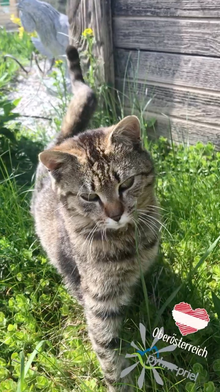 Urlaub am Bauernhof - Ferienwohnungen mit eigenem Eingang - perfekt ausgestattet Küche für Selbstversorger - www.hintergrabenbauer.at