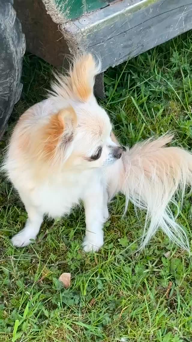 NGL this furry and feathered gangalang have run rings round us today 🥴🫠🩷
#dayinthelife #farmlife #alpacas #chichuahua #pygmygoats #donkeys #sunnyday #cheshirefarm #northwest #babygoats #springer #happygoats #warringtonalpacas #alpacawalk #petting #northwestfarm #fyp #woodlandsalpacafarm