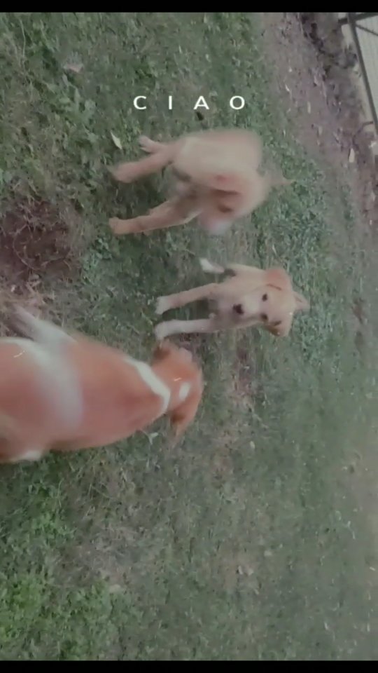 You know the best therapy?
Dog therapy! Sure, they bite you thinking you're their walking food but they have the purest heart ❤ The little bite marks will heal but the love they give stays forever 🐶
How I wish humans could also love without condition 😇
Tag a Dog lover🐶❤
.
.
.
. @dubai_exquisite
#doglove❤️ #puppiesmakemehappy #puppytherapy #dogtherapy #doggolove #dogreels #doggi #dogsofchicago #doggiesofinstagram #lovefordogs #doggoreels #doggolove #animalfanatics #animallover