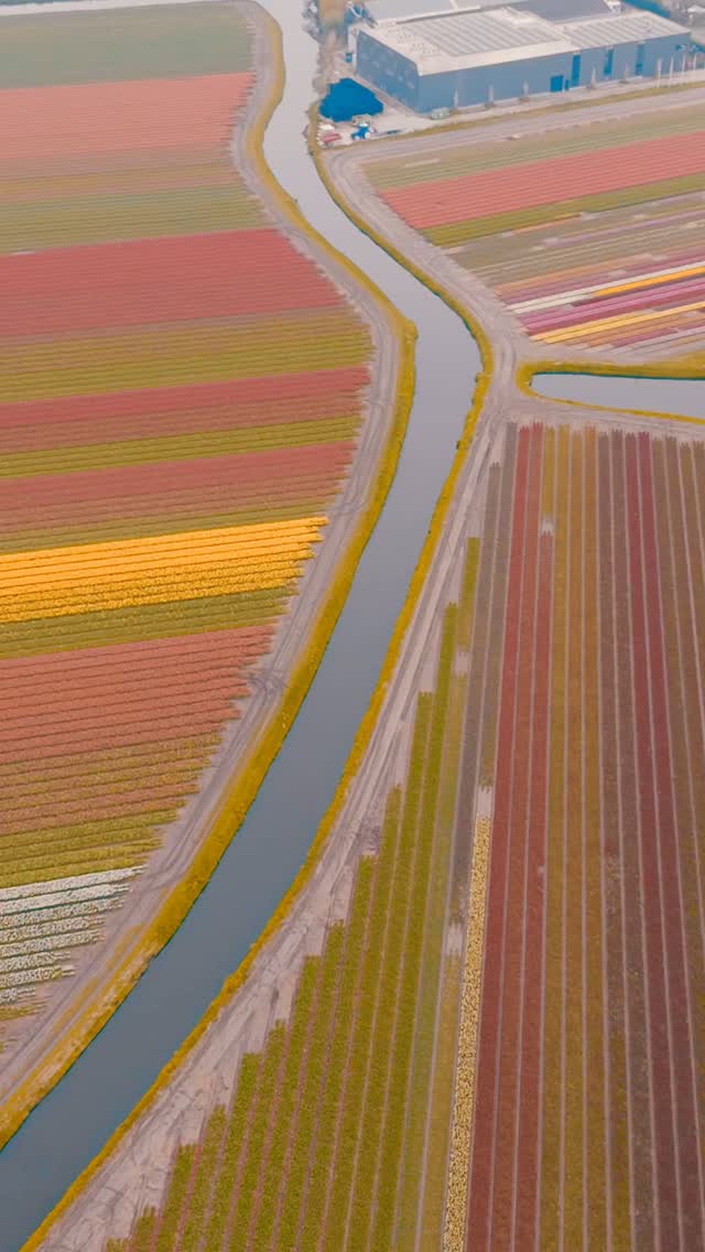 Captured this earlier today — This was just 5 minutes drive from Keukenhof 🌷😍
#keukenhof #keukenhofgardens #keukenhofgarden #Netherlands #visitnetherlands #nederlandismooi #nederlandopzijnmooist #nederland🇳🇱 #nederlands #nederland_fotografeert #tulpen #tulips #garden #breathtakingviews #europe #view