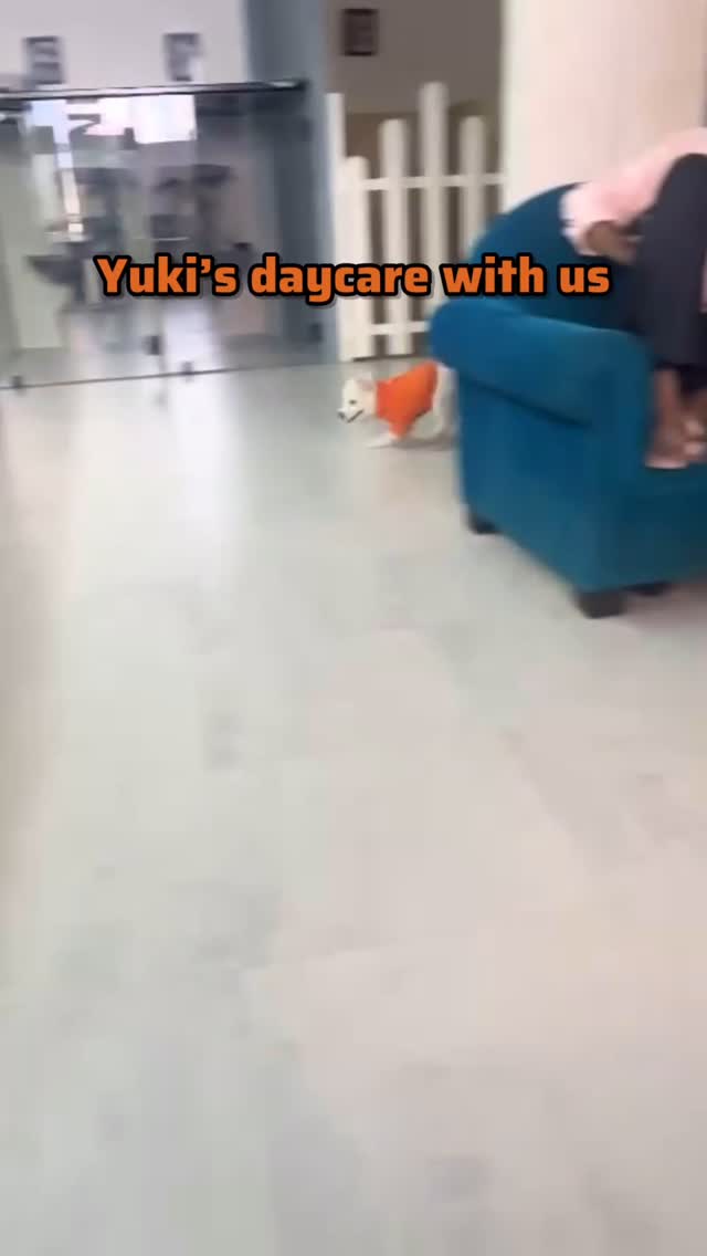 Yuki has our heart❤️❤️
#mumbaipetslovers #petstudio #trendingreels #mumbaipets #dogsofinstagram #trendingaudio #petboarding #mumbaipetboarding #daycare #dogtrainer #dogdaycare