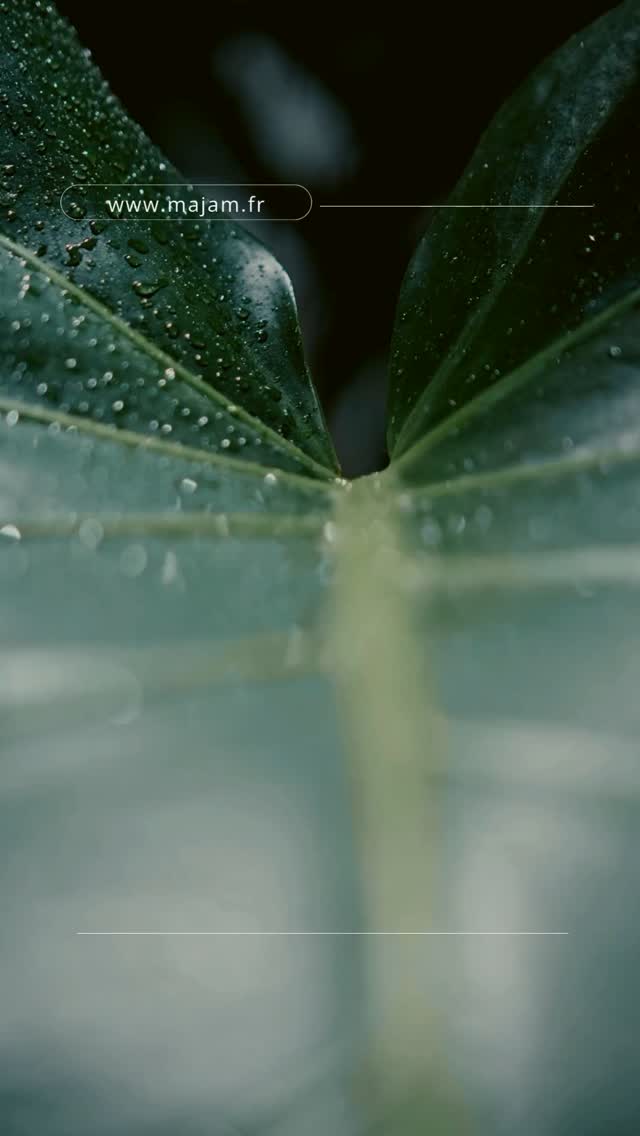 Ce nom m’a été insufflé, il m’est arrivé d’un coup en voiture alors que je réfléchissais à un nom à donner à mon centre de soin et de formation. Je voulais un nom qui parle de la grandeur de l’âme et à quel point la suivre rend la vie magique, et Boum ! Majâm est né.
Majâm = magie de l’âme ok
C’est un palindrome, c’est à dire un nom qui se lit dans les deux sens en miroir comme ressasser par exemple. Comme un miroir, c’est à dire comme le miroir de l’âme puisque mes soins quantiques sont fondés sur la lecture d’âme et que l’Univers fonctionne comme un miroir de votre intérieur.
En regardant la signification de palindrome je trouve : issu du grec palindromos “qui revient sur ses pas”, drôle non pour quelqu’un qui fait des soins durant lesquels j’explore les mémoires transgénérationnelles et les mémoires des vies antérieures !
La suite est sur mon blog : www.majam.fr/post/majâm