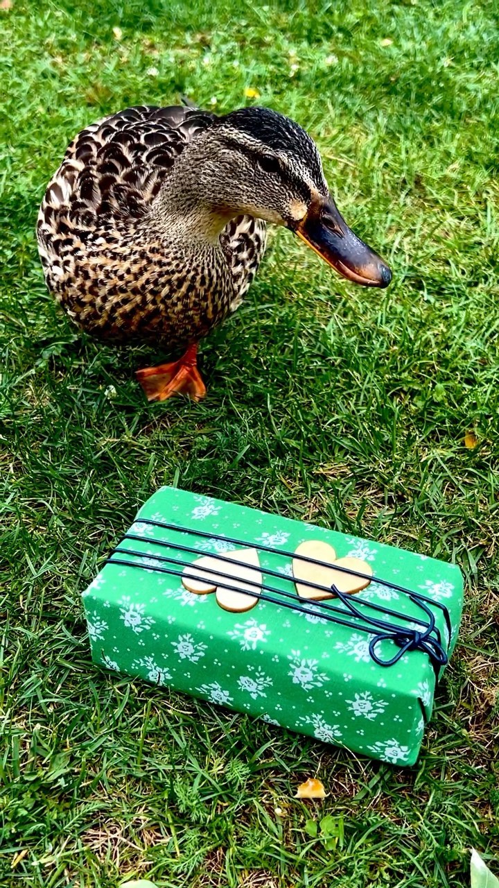 Könnten ja echte Blumen sein - auf meinem Dress 😳Oder was will sie sonst von mir?
#Dirndl #ooftd #unwiderstehlich #ente #geschenkstoff