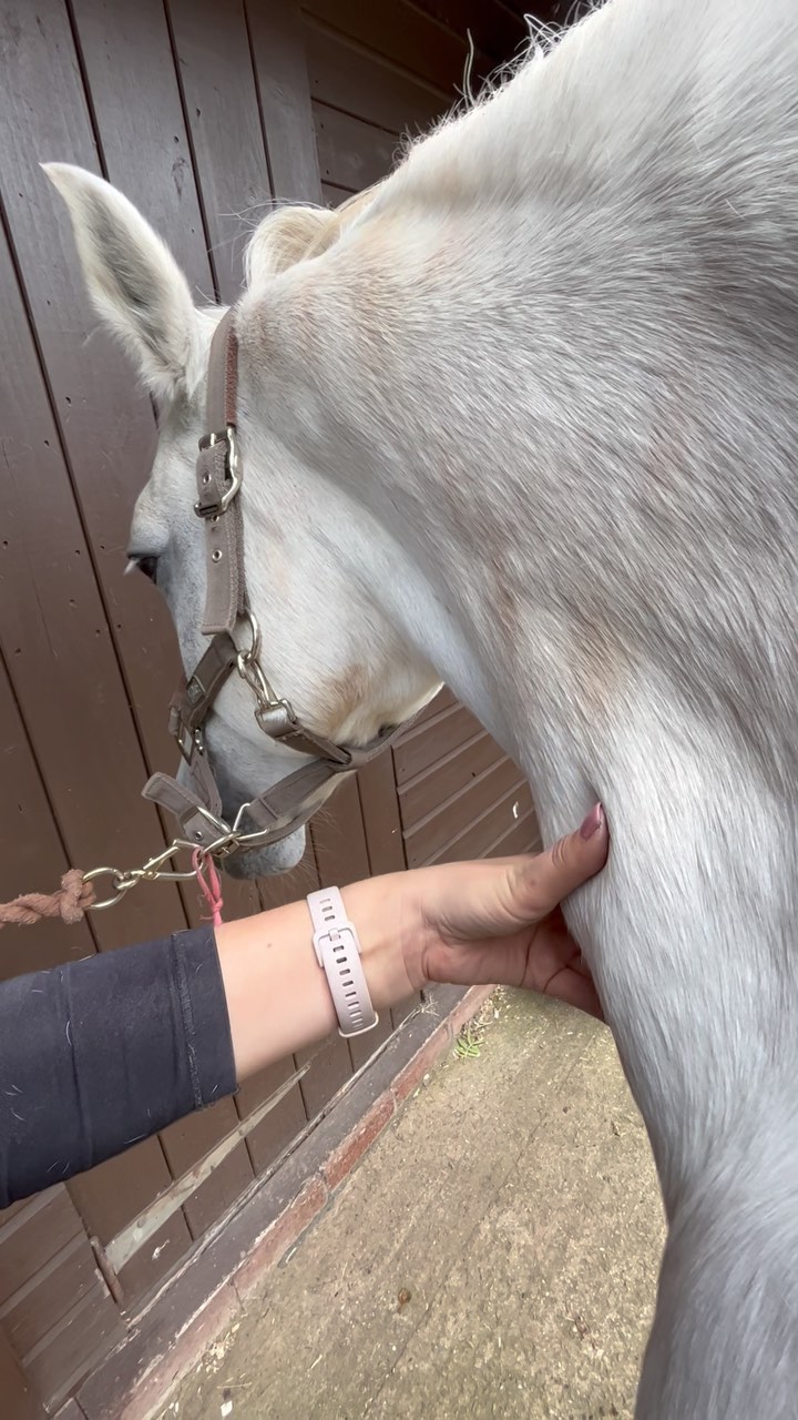 Buttery soft muscles, itโs what we love to see ๐
Now is a perfect time to book any end of summer maintenance checks in before the colder weather starts to draw in ๐ฅถโฌ๏ธ
๐ www.npvetphysio.co.uk
๐ 07772292461
๐ง nickie@npvetphysio.co.uk