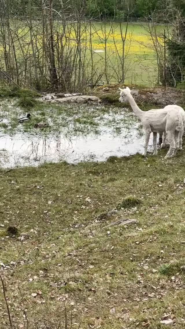 Anda Anka og mannen har flyttet inn i dammen hos alpakkaene 💕🦆
Alpakkaene og endene lever sammen i fin harmoni ❤️
.
#and #naturen #naturlig #alpakka #alpakkaenghaugen
#dyrevelferd #alpakkaforeningen #norgetrengerbonden