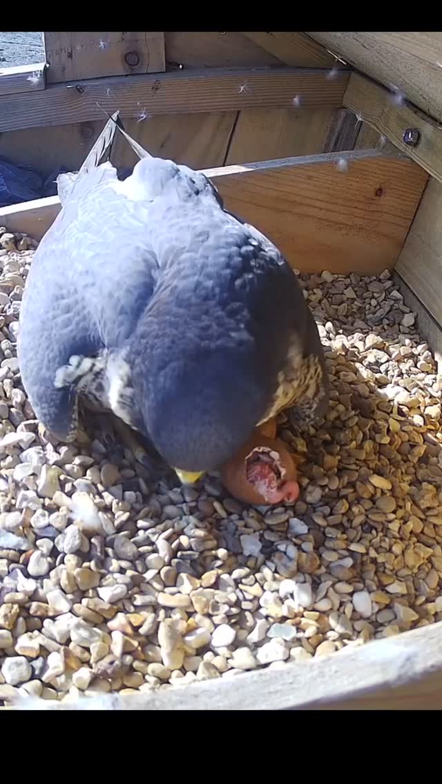 The first egg is hatching at Lister Mills! The chicks will usually hatch by themselves but the Falcon is quite roughly helping out so we’re hoping all goes well 🫣 Watch the drama unfold live on our web cam on our website (link in bio)
#peregrine #peregrinefalcon