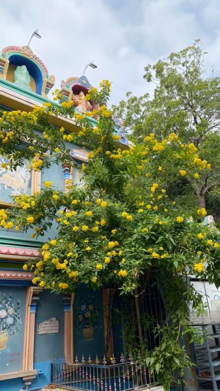 Pondicherry ❤️ #india #southindia #colorful #travel #happy #womenstravel