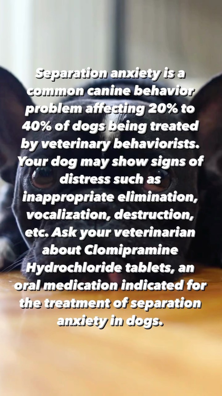 Is your dog showing signs of separation anxiety? Ask your veterinarian about Clomipramine Hydrochloride tablets, an oral medication indicated for the treatment of separation anxiety in dogs.
➡️ For more information, visit miznerbioscience.com #canineseparationanxiety