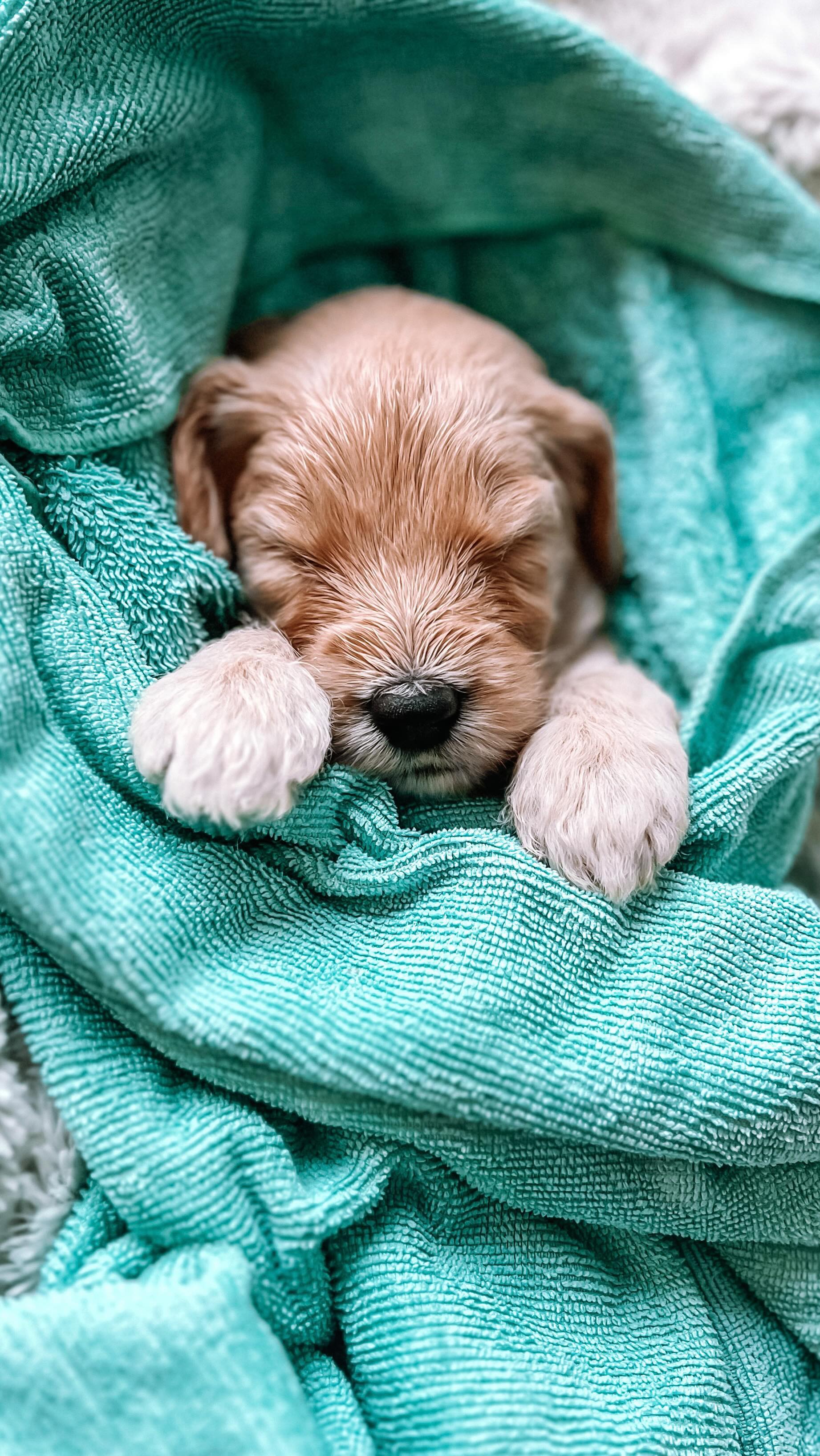 Bath time 🛁
Here at West Coast Goldendoodles we begin desensitizing our puppies at 3 days old with Early Neurological Stimulation (ENS) exercises.
We also begin weekly nail trims at 1 week old and sanitary trims at 3 weeks old.
We perform daily handling exercises throughout their 8 weeks with us to help build trust, desensitization, and counterconditioning.
Puppy handling is one of the most beneficial exercises a puppy can receive. A dog that grows up, comfortable and relaxed when having its body handled will be a reliable family dog and will have low-stress veterinary and grooming visits.
We encourage all of our puppy families to continue daily puppy handling and grooming at home.
.
.
.
.
.
.
.
.
.
.
#puppybath #puppybathtime #newbornpuppy #goldendoodle #goldendoodlepuppy #goldendoodlesofcalifornia #californiagoldendoodles #goldendoodlepuppiesforsale #doodlesforsale #doodlesofcalifornia #doodlepuppy #doodlepuppies #puppy #fyp #cutepuppies #doglover #doodletales #westcoastgoldendoodles