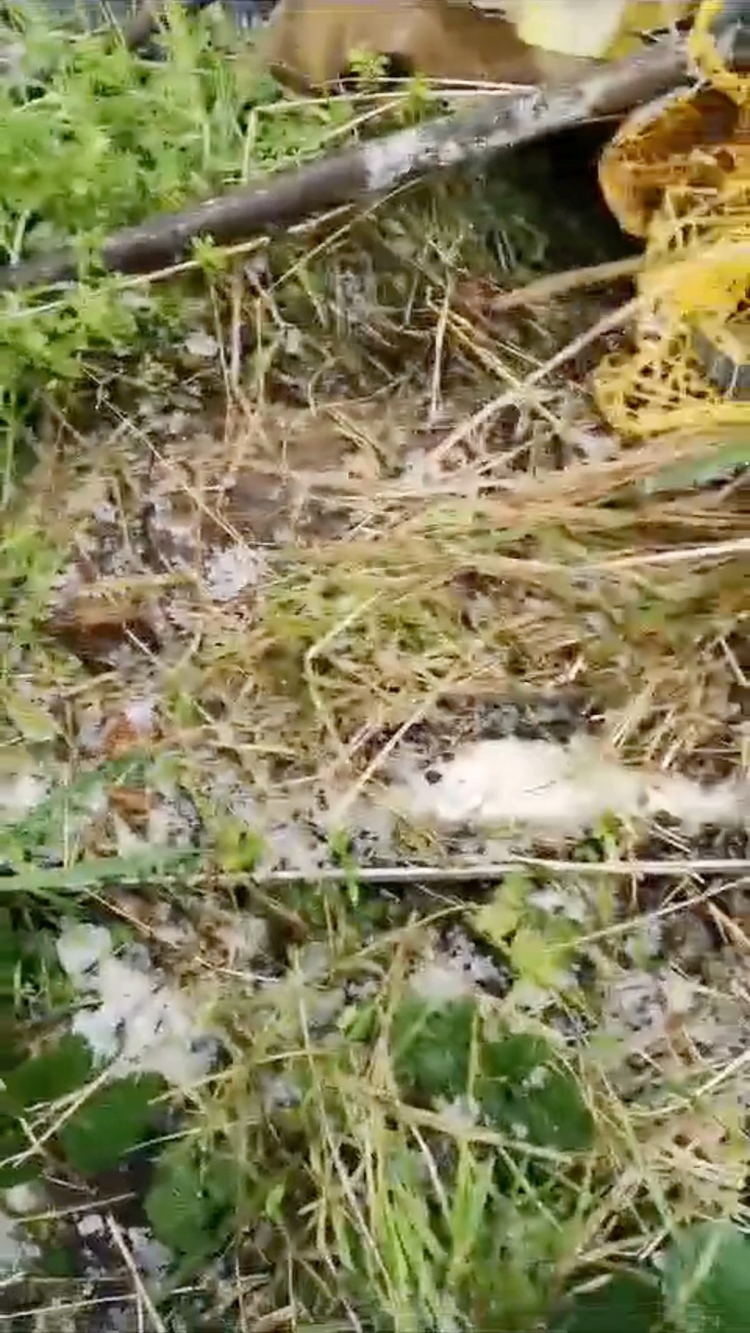How to fix a greenhouse (without buying new glass) ✨
Step 1) Find the missing glass in the garden/allotment.
Step 2) Use clear silicone / gorilla glue to stick pieces back together.
Step 3) Use clear plastic bottles or similar to patch holes
Step 4) Clear out the greenhouse.
Step 5) Reattach the door! 🤩
Still to do: Replace plastic weed cover for cardboard & place layer of compost on top
Clean the greenhouse glass so it lets more light in ☀️
#allotmentlove #allotmentuk #greenhouse #greenhousegardening #gyo #growyourown
