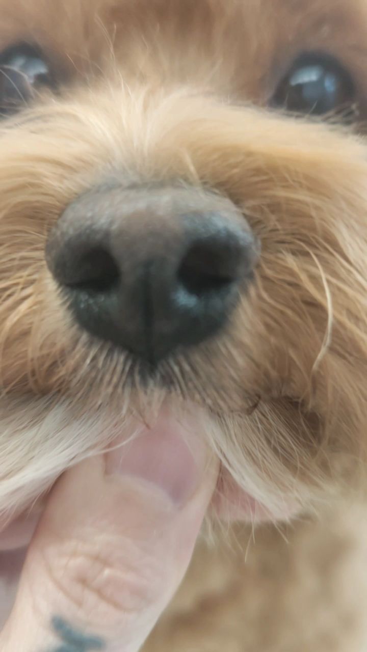Faces of Monday ❤️✂️
#doggrooming #doggroomer #doggram #dogfriends #dogglowup #doggo #hundefrisör #hundefriseur #hundeliebe #hundefreunde #hundeglück #malteser #havanese #shitzu