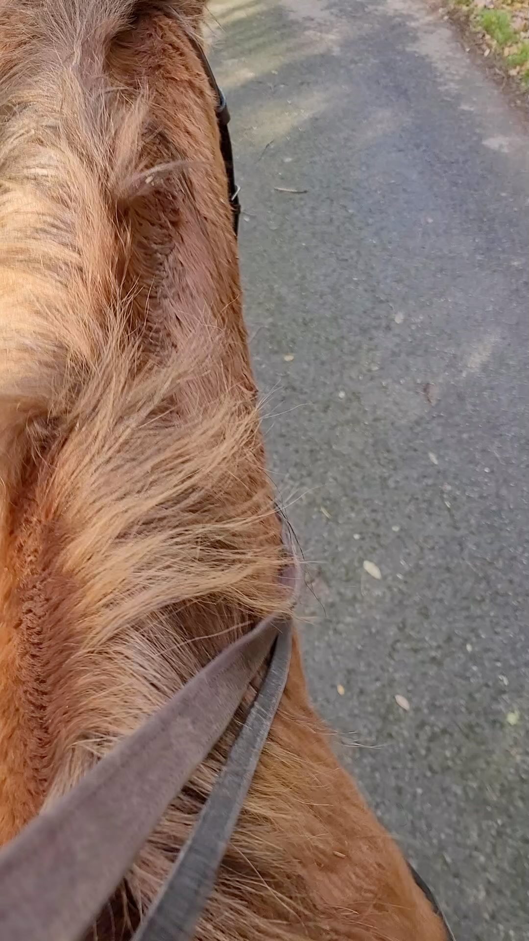 We’re loving the autumn colours at the moment! Sinser out hacking in his chestnut and conker coloured bridle🥰
#transcendbitlessbridle #doublebitlessbridle #simplesidecue #bitless #freedom #connection #superiorquality #englishleather #equine #horse #pony #bespoke #naturalhorsemanship #equestrian #baroque #horseaddict #equality #tack #biothane #photography #glowup #natural #horsesofinstagram #showjumping #dressage