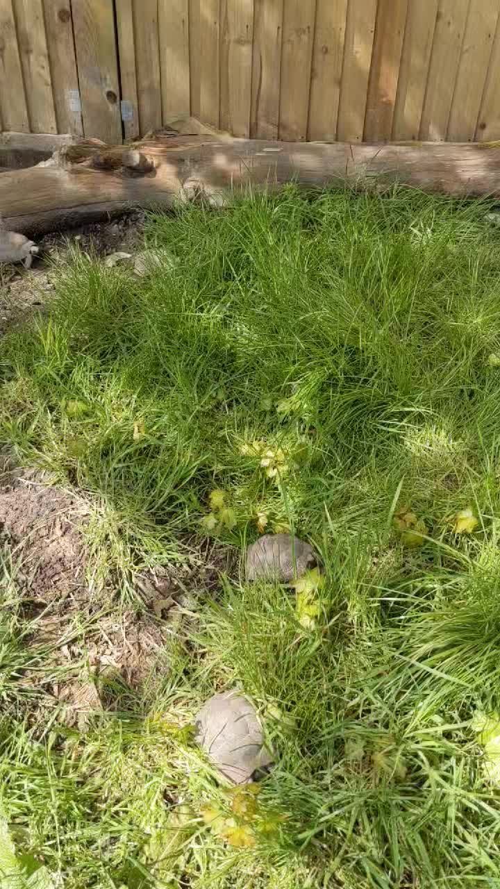 A little project we have been working on for the tortoises