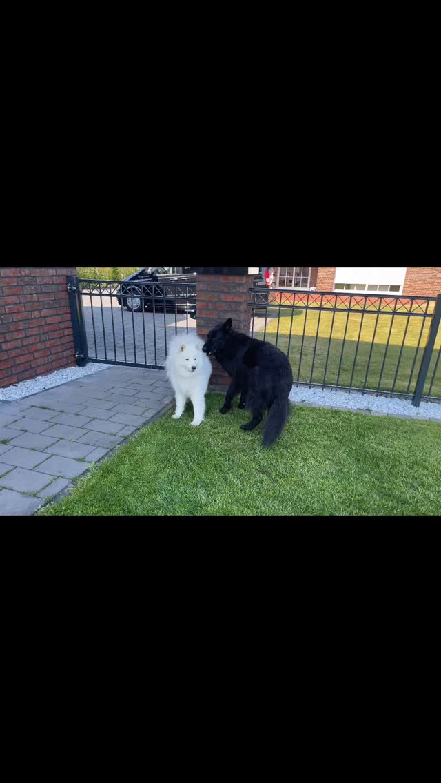 Little gymnast 🤪 Let‘s have some fun… #dogsofinstagram #doglover #doglife #samoyed #samoyedlover #samoyedofinstagram #crazydogs #funnydog