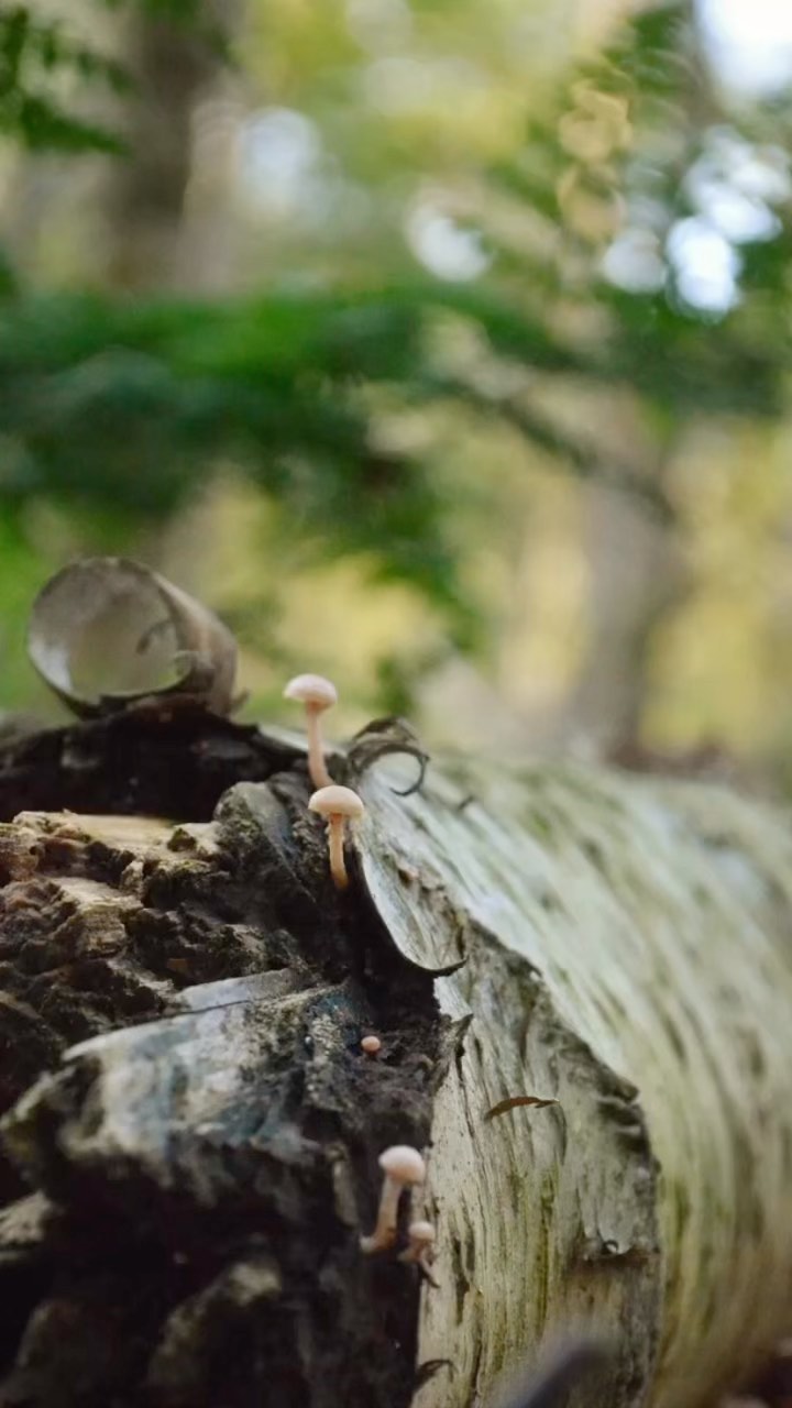 Mushroom Season 🍁🍄