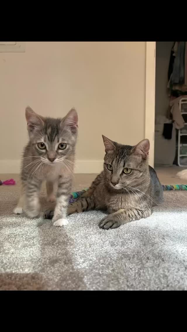 Update: ADOPTED 💞💞
Our adorable adoptable, mother & daughter duo,
Sunflower and Lavender 🌻🪻
They are sweet, cuddly and playful. So deserving of a family all their own.
Apply to meet Sunflower and Lavender at www.rescueunleashed.org
#kittycuddles #adoptus #sunflower #lavender #motherdaughter #adoptcats #Sammamish #adoptapet #petfinder #Seattle #Snohomish #fostercats #fosterkittens