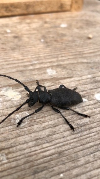 Petit cadeau du jour