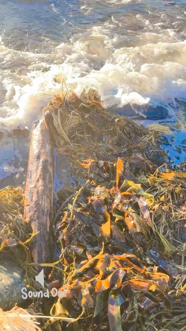 Norwegian nature #seaweed🌿
#naturalmedisin #plantbased #veganfood #healthy #healthyfood #veganoslo #sjobjorg #sjøbjørg #supplements #kosttilsskudd #tangogtare #veganereinorge #naturalmedicin #madeinnorway #kelp #grateful #healthyfood #seaweedbusiness #norwegiannature #healingnaturally #naturlighelsa #nature #vegansk #vegan