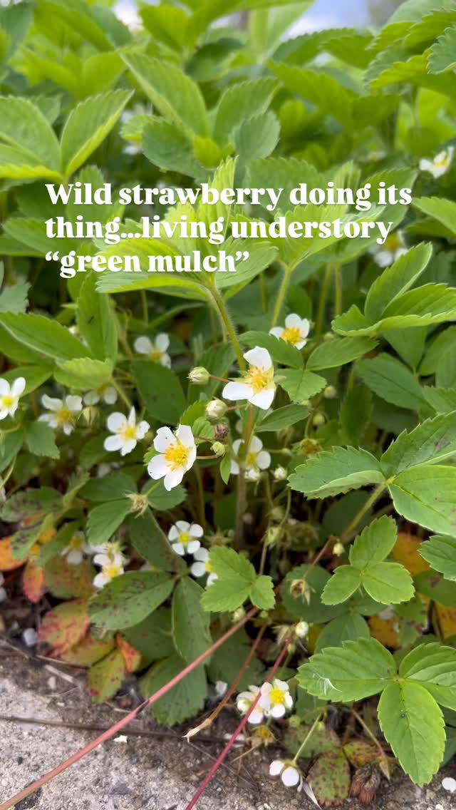 Wild strawberry as living mulch? Yes, please.
This little native groundcover does it all—fills in space, feeds pollinators, offers up tiny berries, and helps keep weeds in check. No bark chips needed when you’ve got a plant doing the work and supporting the ecosystem.
Plus, it’s just plain charming.
Let’s rethink what we consider “groundcover”—because nature already has it figured out.
#LivingMulch #WildStrawberry #NativeGroundcover #PlantNative #natureandblooms