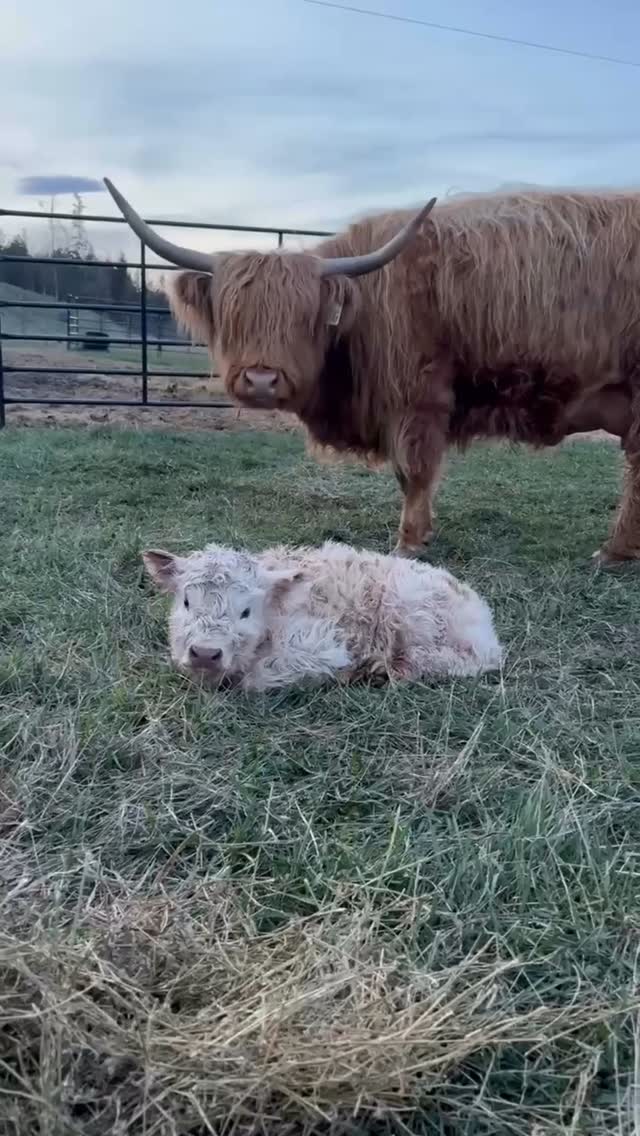 Little Nasia has been a joy to have on the Ranch.
#ranch #highlandcow #highlandcattle #highlandcattleofinstagram #highland #farm #cow #cow #ranchlife #mountains #farming #calf #babycow