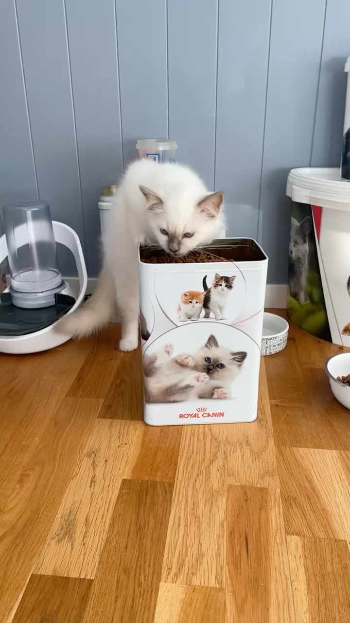Food ❤️ #sundayfunday #sacredbirman #birman #birmancat #fluffy #longhair #helligbirma #lilacpoint #sealpoint #colourpoint #colorpoint #whitecat #blueeyes #blueeyedcat #birma #catsoninstagram #catsofinstagram #cats #cat #catsoftheworld #catsagram #catoftheday #kattensrollsroys