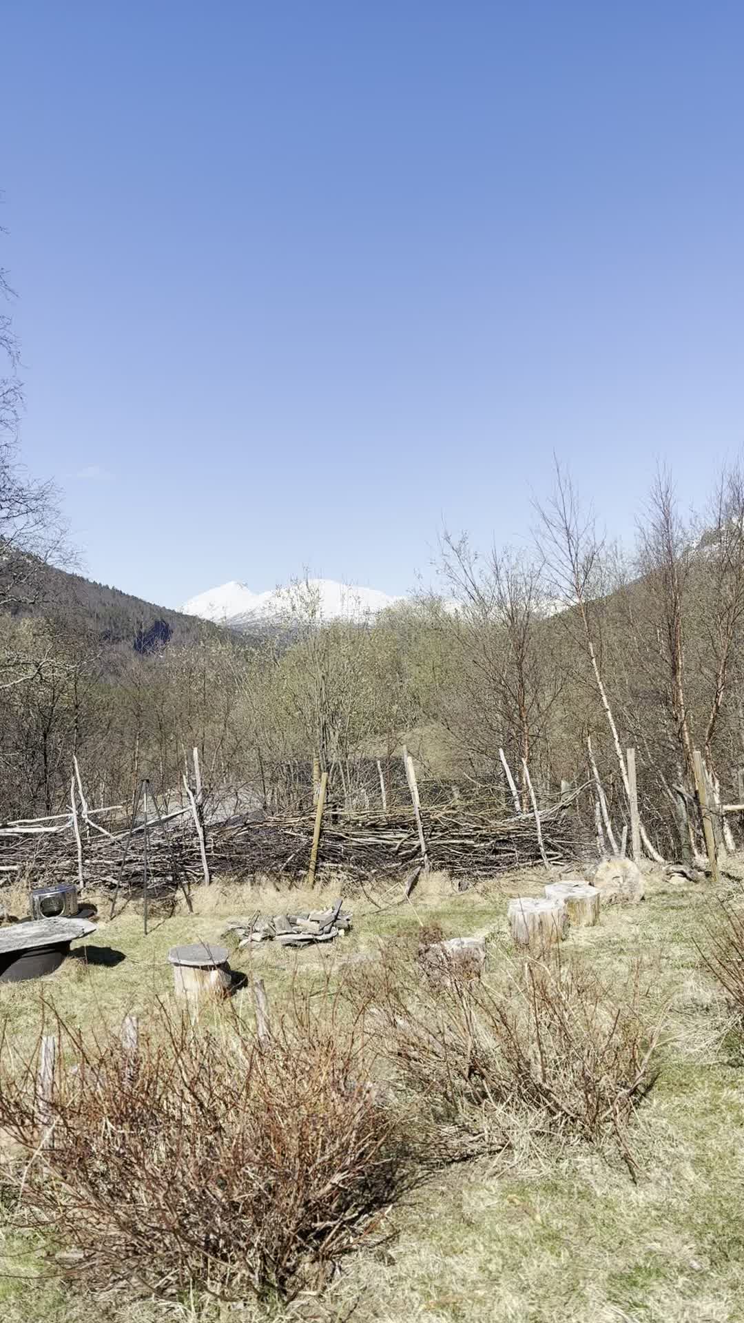 Det er «midt i mai»vær og vi koser oss ute i sol og varme alle sammen☀️😊 Kaninene🐇🐇 soler seg trygt i innhegningen sin, endene tar formiddagsfupp, hønene🐓 sandbader, geitene og grisene beiter, biene🐝 summer og jeg👩🏼🌾 rydder og ordner i kjøkkenhagen🤗☀️ Urteåkeren er luket og nå legger jeg over halm fra fjøset som jorddekke👍 Vintersådden spirer og nye frø såes🌱😍 Pusen Olea springer rundt omkring og skremmer meg innimellom🐈 Frøya, Storm og Knut er på tur i ☀️