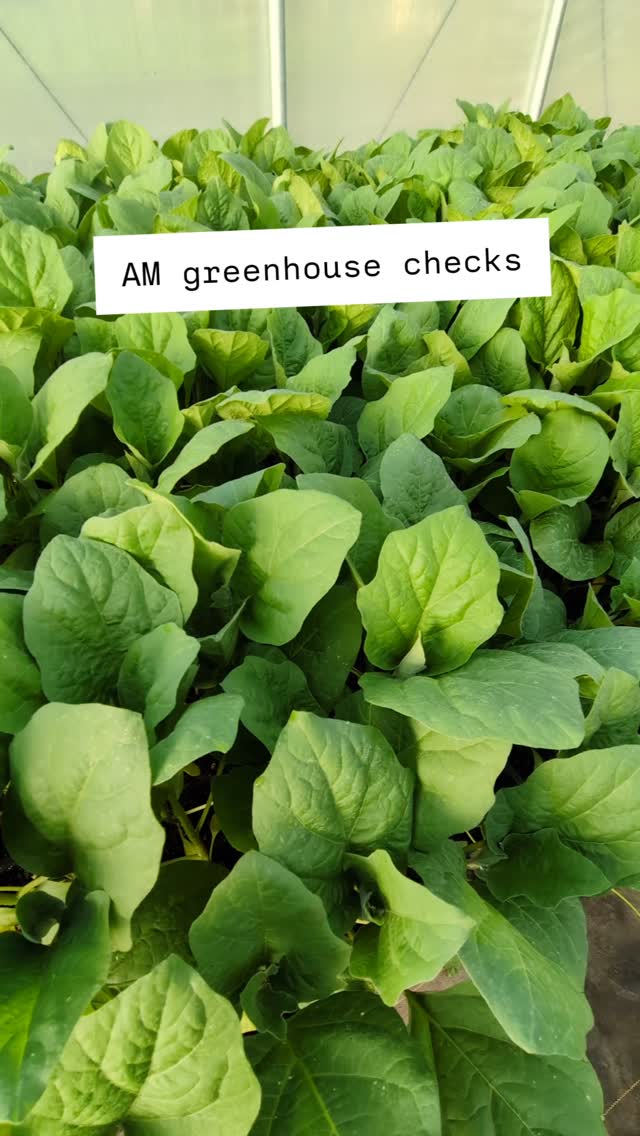 Things are looking good! We've planted so much the last two weeks that the nursery is manageable again!
Finishing up planting peppers today, with winter squash (🤯) and celeriac (🤯🤯🤯) tomorrow! Planting crops in 80 degrees for winter @columbusfarmclub is always so trippy.