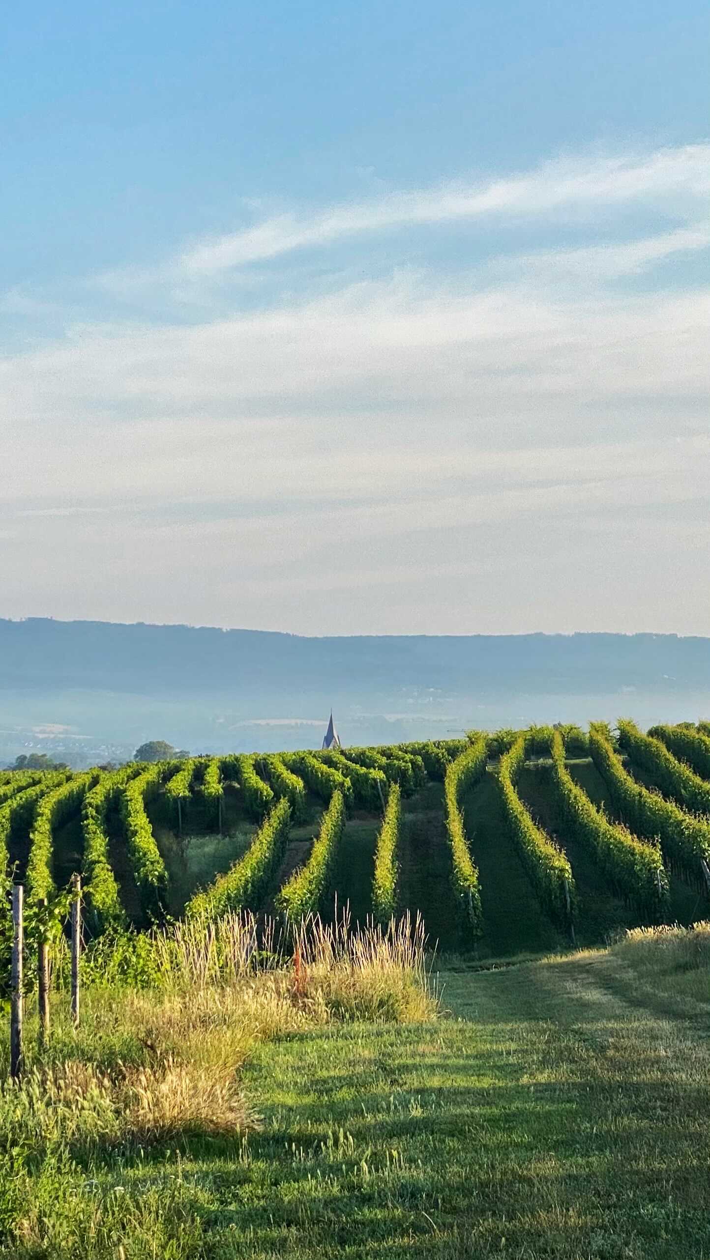 Cracking day to be on tour in the wine region of Rheinhessen.
Enjoy these grape views over Ingelheim 🥂
#vineyard #views #wineregions #rheinhessen #germany #winetravel #winedestinations #ontour #winetours #grapeeacape #winesofgermany #wunderlust #wunderbar
@winerist
@wines_of_germany
@winedestinations