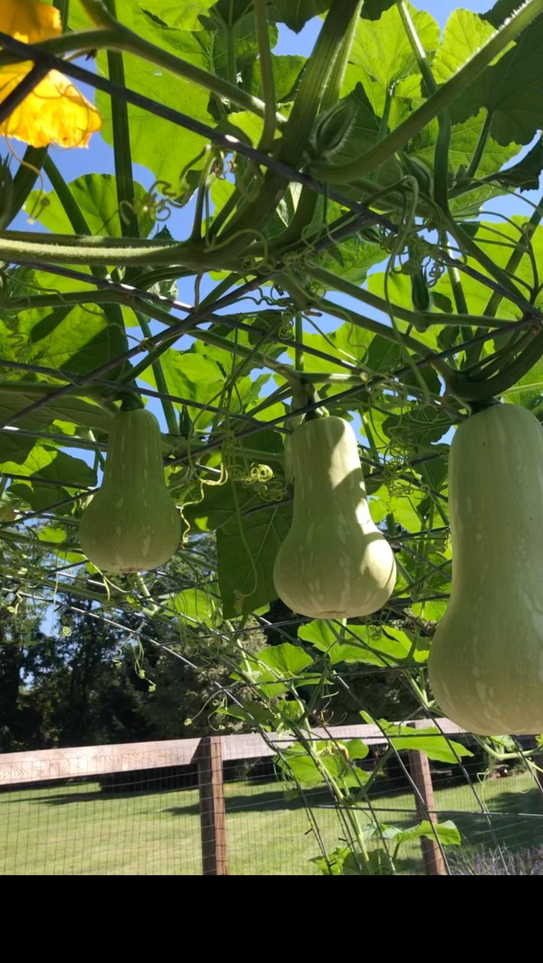 🔔🔔🔔
#butternutsquash #cattlepaneltrellis #growyourownfood #home #garden #integratedlife #integratedlifecoach