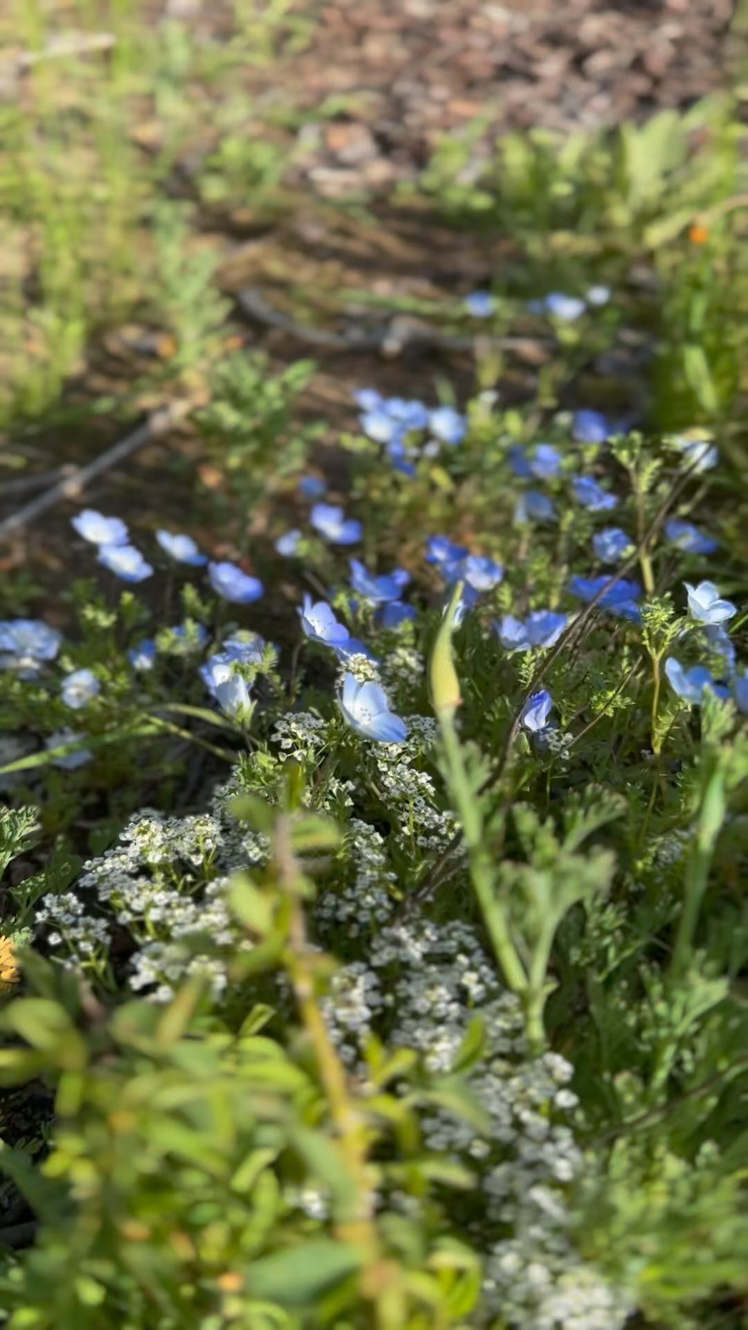 Hope everyone is enjoying the wildflowers and spring weather! A couple clips from a nature walk at the camp yesterday. #camplotus #southforkamerican #colomalotusvalley #eldoradocounty