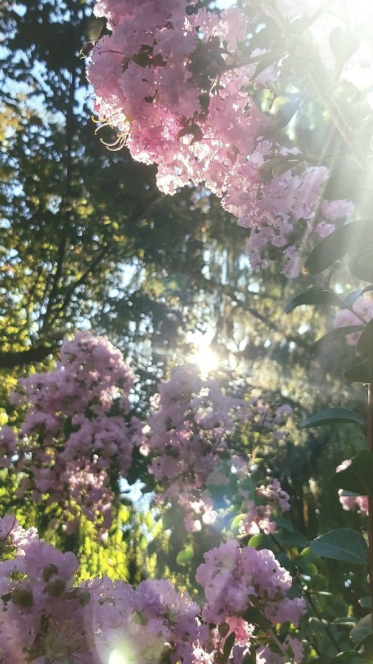 🌸 Naturmomente einfangen 🌸
Würdest du diesem Weg folgen❔
.
.
.
.
.
.
.
.
.
.
.
.
.
#lichtundschatten #lichtverhältnisse #lichtstimmung #lightleaks #sonnenstrahlen #landschaftsfotografie #gartenfotografie #garteninspo #gartengestaltung #pflanzkonzepte #bepflanzungsideen #fotografierenmitherz #naturereels #naturephotography #naturnahergarten #natureperfection #natureshots #pflanzenreel #Landschaftsarchitektur #pflanzenphotographie #fotografierenmitleidenschaft #spaziergangimgrünen