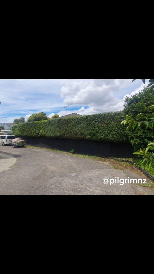 One of the taller hedges we've done this year.