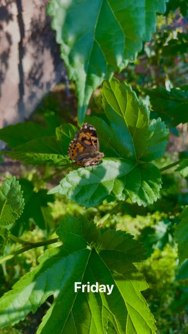This weekend was pure magic in the garden! Our Painted Ladies stretched their wings, and fluttered into the wild—right here at Blackborg Butterfly Sanctuary. Watching them thrive in their natural habitat reminds us why we do what we do.
#PaintedLadyButterfly #ButterflyRelease #Blackborg #ButterflySanctuary #GardenMagic #ButterfliesInTheWild #PollinatorGarden #ButterflyLove #BackyardWildlife #NatureLovers #ButterflySeason #BlackborgButterflies #InsectEducation #GardenLife