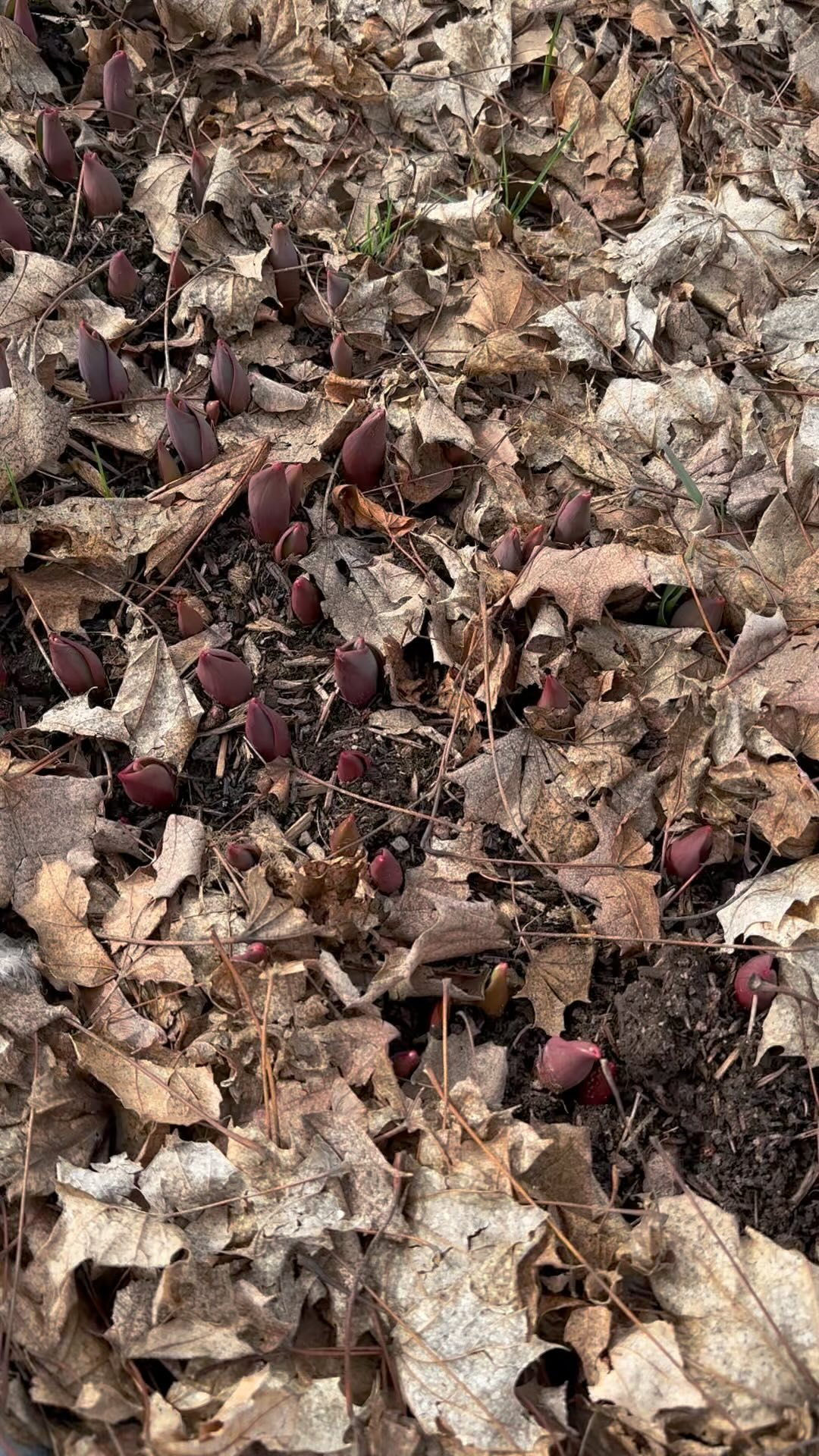 Digging for magic this morning. Spring flowers are on their way, and we’ll have plenty of them for you when it’s time! It’s definitely busy busy busy around here, but I’m a “new beginnings” kind of girl, and this year is gonna be magical…I can feel it! #wellgrownflowers #wellgrownfarm #localflowers