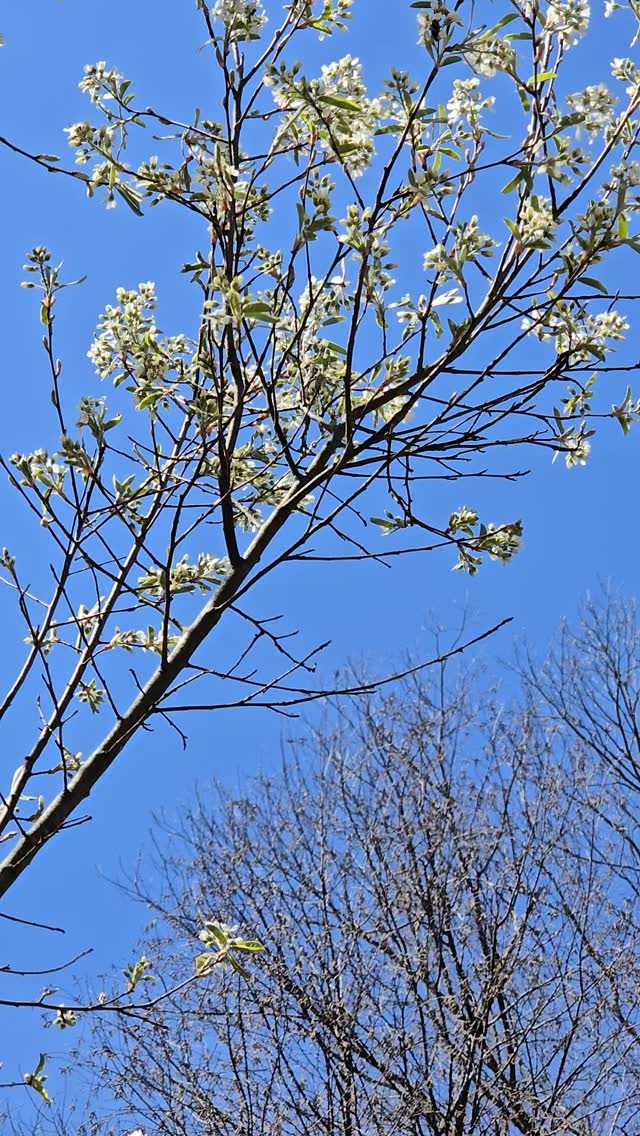 A blooming serviceberry, a pollinating bee, and singing birds ... a perfect way to celebrate Earth Day. #earthday2025 #easthaddamlandtrust #loveyourctlandtrust