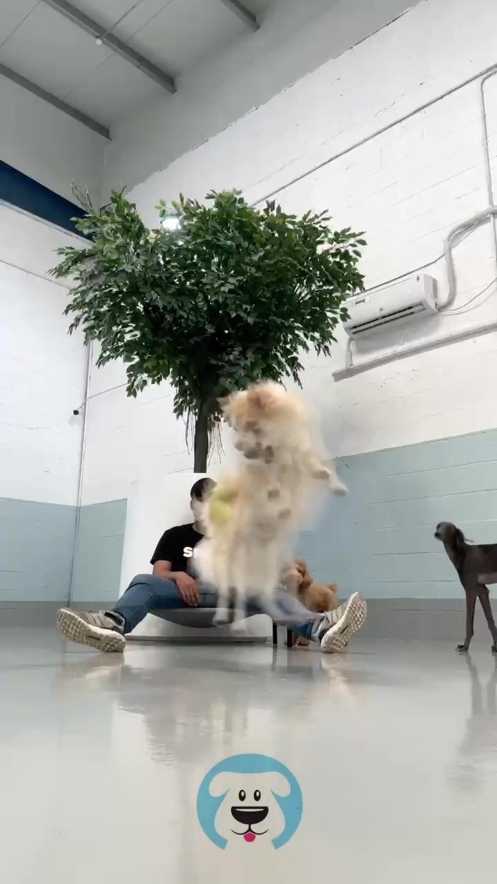 Happy hump day fam! 🥎 🩵
🧿🧿🧿
.
.
.
#dubaidogs #dogsindubai #dubai #mydubai #dogs #nyc #hellofromspot #boarding #grooming #welovedogs #dogsofdubai #dubaidog #doggieboarding #doggiedaycare #doggieboarding #dogdaycare #dogdays #uaedogs #dxbdogs #everydayawesome #adoptdontshop #pethealth #petnutrition #happypup #dog