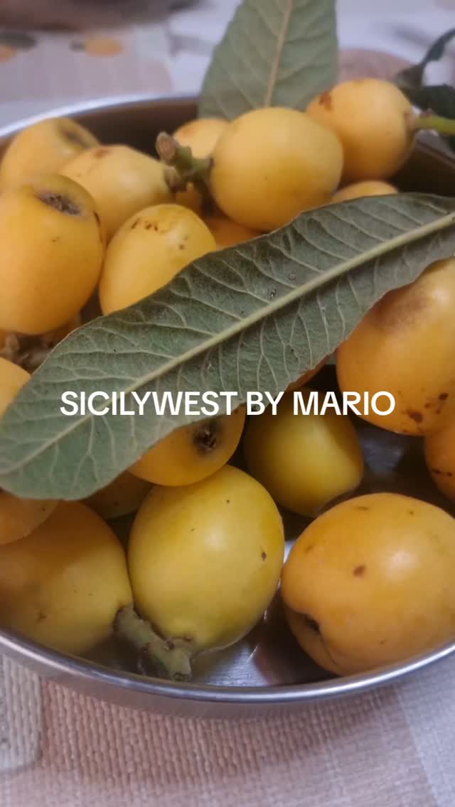 Did you know? In Sicily, spring tastes like loquats.
Golden, juicy, and slightly tangy — nespole are one of Sicily’s sweetest secrets.
While tourists rush for oranges and lemons, true Sicilians know that loquats mark the real arrival of spring. You’ll find them in countryside baskets, on grandmother’s tables, and in Mario’s backyard in Marsala.
Under a warm April sun, we recently picked the first ripe fruits with guests from Norway. Their eyes lit up with every bite — a taste of something they never knew they missed.
Want to discover the Sicily locals love?
Travel with Mario, harvest the stories, and live the land.
Call to Action:
Follow us for more Sicilian seasons, or start your journey now at sicilywestbymario.com
