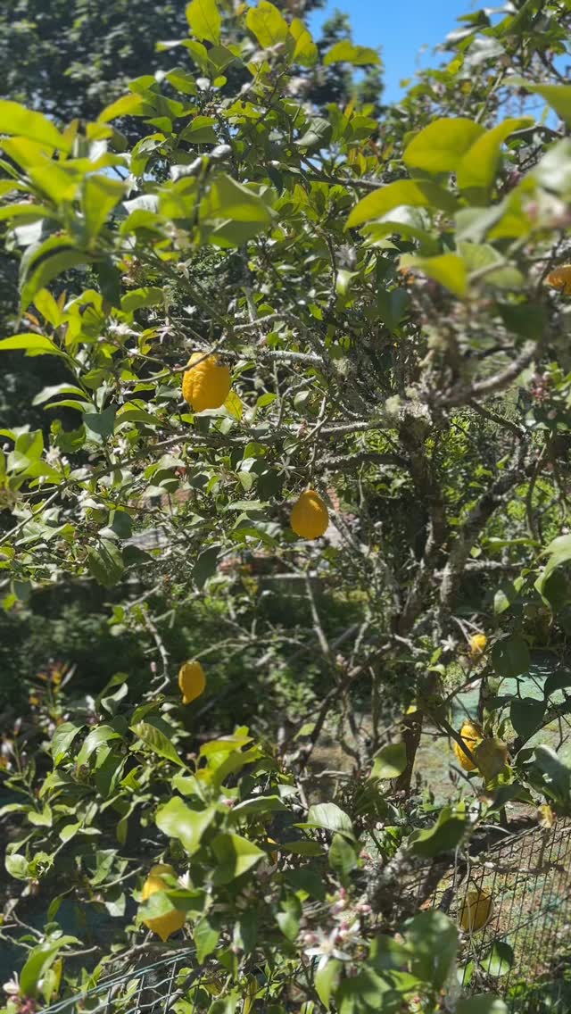 Limoncello Spritz @villadefujacos