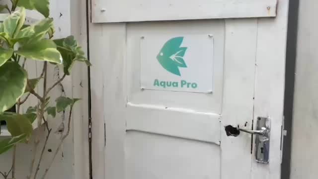 Five years of constant evolution, from the garage of a rented house to my own Gallery, From DIY to World known brands, from Amateur to Beginner Scaper.
Let's see what the next 5 years will bring.
#aquascaping
#aquascapers
#aquascapingworld
#plantedtank
#aquariumhobby
#ada
#chihirosaquaticstudio
#dooa
#oase
#eheimfilter
#dophin
#paludarium
#terrarium
#gallery
#5year
#evolution
#upgrade
#bioloark