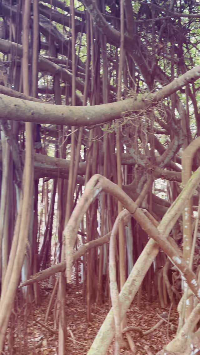 **”Oh no… your kid’s barefoot, climbing trees, laughing, running wild in the forest… and then—wait for it—you call once, and they actually come running?
Not magic. Just trust.
When kids feel safe, seen, and free to move, they want to listen.
No bribes. No threats. No ‘coloring inside the lines.’
Just 10 acres of YES.
Trust is a must.”**
#ponooutdoorprogram #trustisamust #outdooreducation #classwithoutwalls #nojumpingoffthewalls