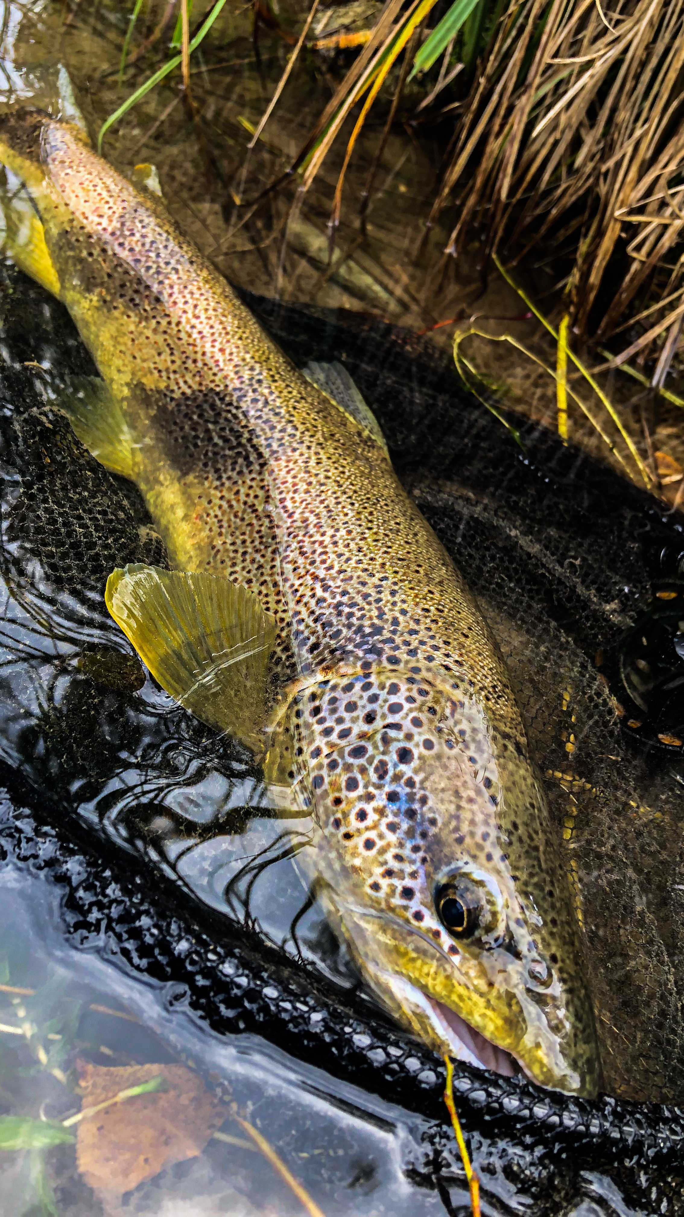 Petit retour sur mon année 2021 avec quelques truites que j’ai pu prendre en nymphe à vue ! Une saison incroyable, avec des fishs de dingue. Avec la barre des 60 dépassées plusieurs fois. Merci à tous ceux qui m’ont accompagné et appris encore tant de choses durant cette année 😍🔥
#reels #reel #2021 #2k21 #peche #pêche #pechenymphe #troutfishing #trout #bigtrout #bigfish #troutporn #troutbum #troutfly #pecheur #nokillfishing #fishing #fishinglifestyle #river #watercolor #france #naturephotography #naturelovers #beautiful #smile #me #flyfishing #fly
