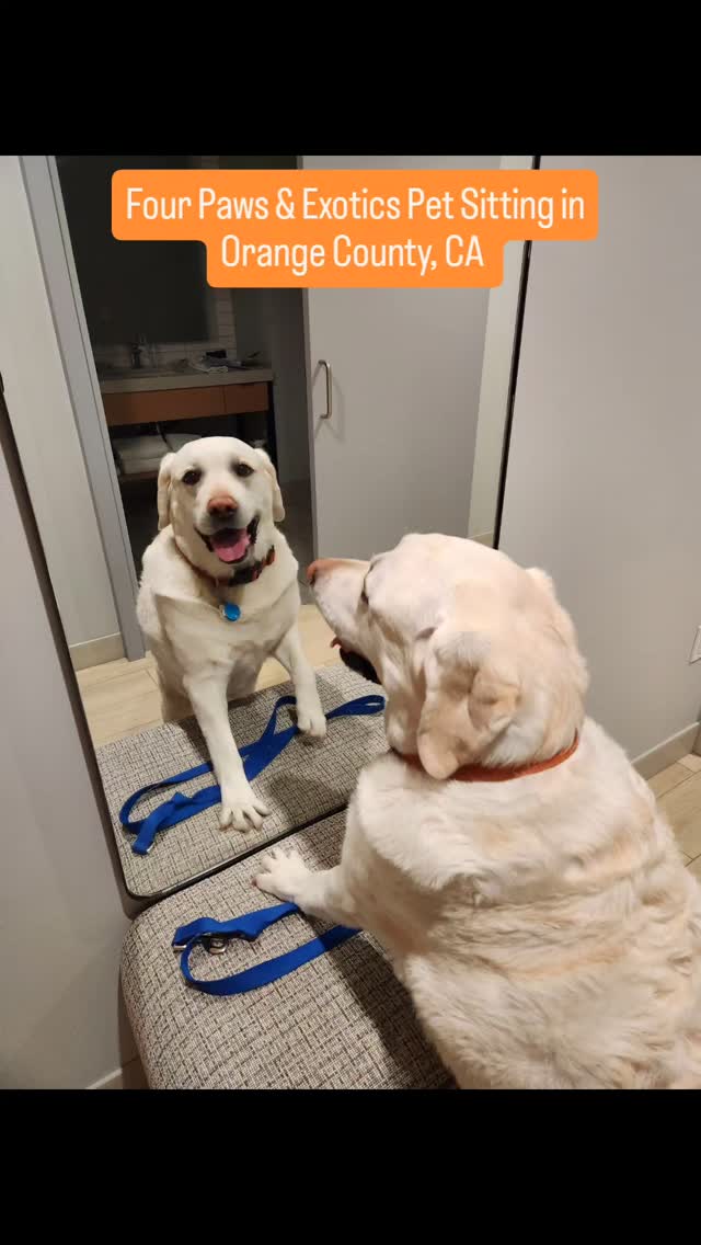 Gump: Mirror, mirror on the wall, who's the fairest pup of them all?
Mirror: You are Gump!
Meet Gump again. I watched Gump last year, and this year, his owners asked me to watch him again while they attended a concert. His owners are from San Diego and traveled to OC to attend a concert at the House of Blues in Anaheim. They asked me to care for Gump at the dog-friendly hotel, @thevivhotel, and booked the Half-Day Visit.
It was great to see Gump and his owners again!
Visit www.fourpawsandexotics.com for more info on the Half-Day Visit and other pet sitting services.
#petsitting #orangecountypetsitter #orangecountydogwalker