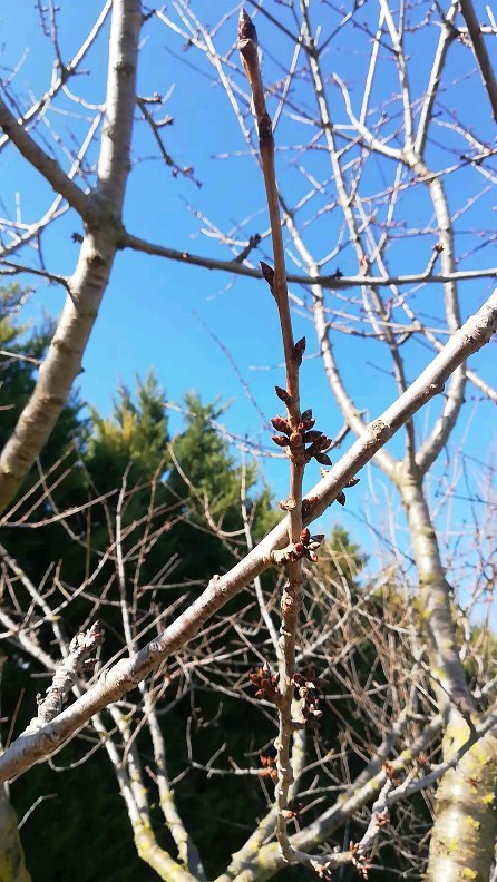 La nature se réveille, le printemps n'est plus très loin... 🐝🌱
Follow cette page pour garder un œil sur les prochains cercles et rituels de saison !
#alchimoon #femininsacré #cercle #rituel #chamanes #saison #imbolc #ostara #witchlife
#retouraunaturel #retourauxsources #printemps