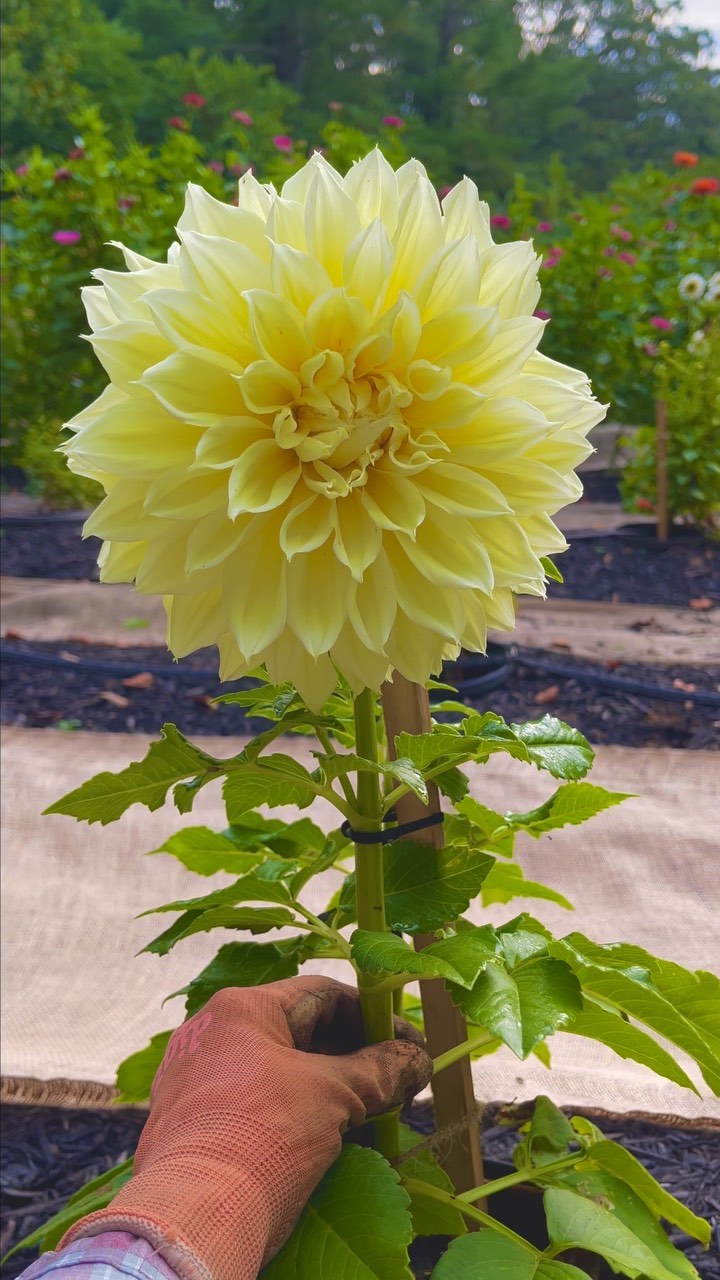 Dinnerplate serving 🙌
#kelvinfloodlight #dahlia