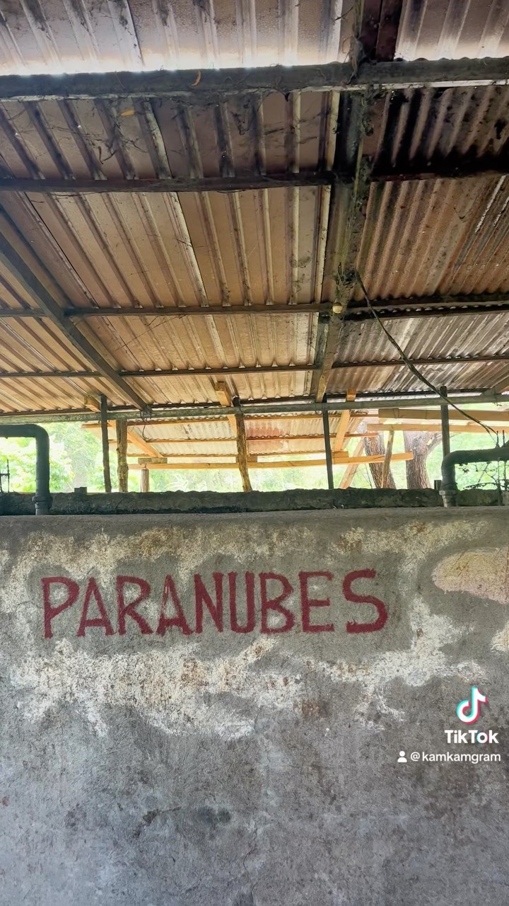 📍Sierra Mazateca, Oaxaca, Mexico
One of the eight regions of Oaxaca, the Sierra Mazateca is a cloud forest, verdant with a palpable aire of mysticism.
Towns and settlements are nestled in the nooks that the many layered mountains allow, most constructed vertically working with the given steep topography.
In a valley far below lies the tiny settlement of Rio Tuerto and the home of José Luis Carreño and his family. Long time trapichero (aguardiente producer) and dedicated campesino, José Luis has been able to lure his family back from the city with work on the family business and provide more work for villagers.
@paranubes
#ESPARANUBES #rumundisturbed #oaxacanrum #aguardiente #caña #oaxaca #mejorparanubes