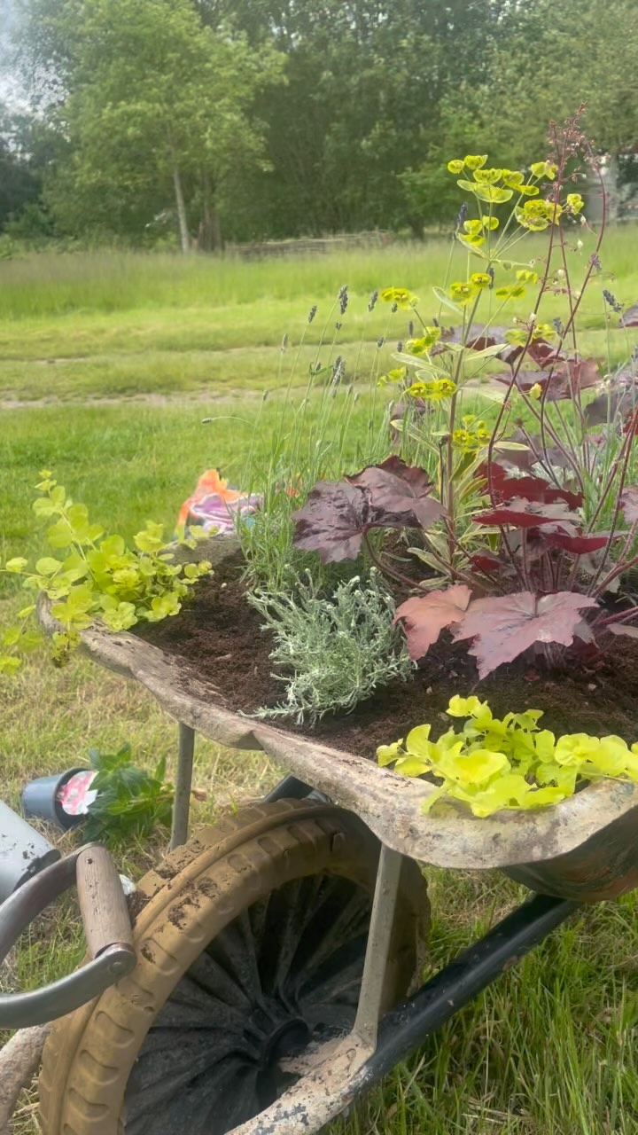 a rusty old wheelbarrow gets a new lease of life ♻️
.
.
.
.
.
.
.
#gardenersofinstagram #reuse #reducereuserecycle #gardening #farm #londongardener