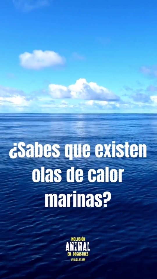 Es tan impactante esta realidad que en Australia han comenzado a extraer peces endemicos silvestres de aguas abiertas a acuarios para poder asegurar su sobrevivencia 😵🤯
.
.
.
#animalesendesastres #iad #iadlatam #inclusionanimalendesastres #inclusionanimal #cuidadoanimal #ningunanimalsequedaatras #animal #animallovers #animals #amor #ayuda #proteccion #conservacion #educacion #desastres #desastresnaturales #latina #cambioclimatico #refugioanimal #santuarioanimal #caribe #petsofinstagram #plandemergencias #americalatina #oladecalor #mar #ocean #faunamarina