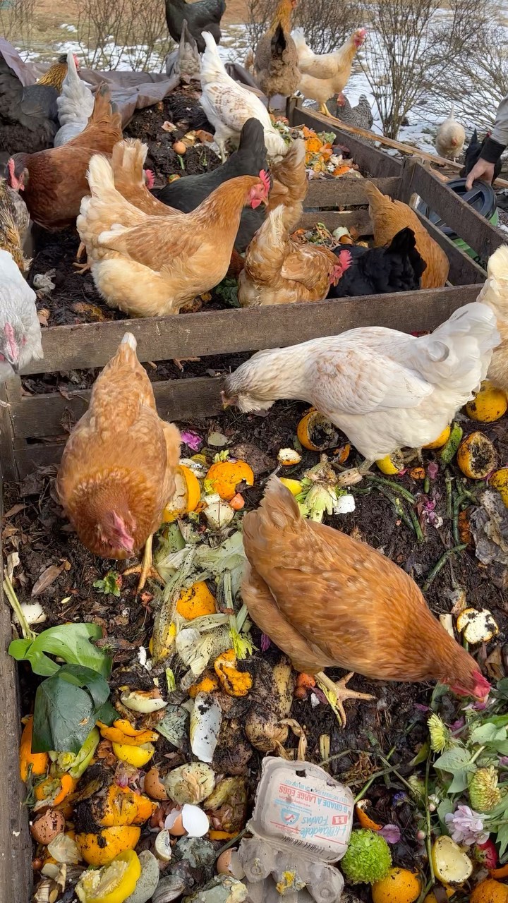 Happy joy! 🐓 #compost #zerowaste #foodscraps