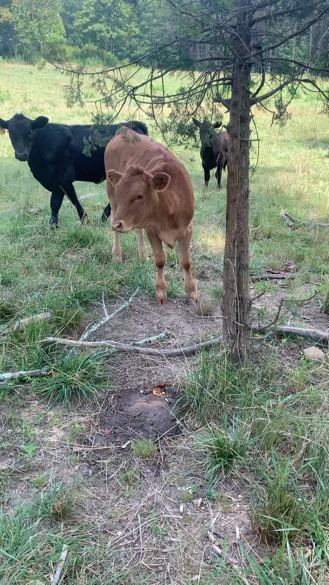 Long live cowgirls
#akaushi #gelbvieh #beef #clintscattle